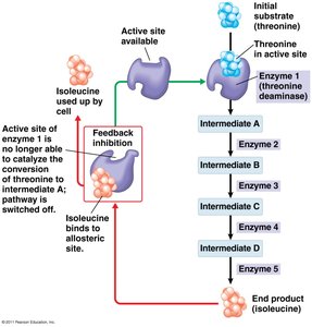 Feedback inhibition in metabolic pathways