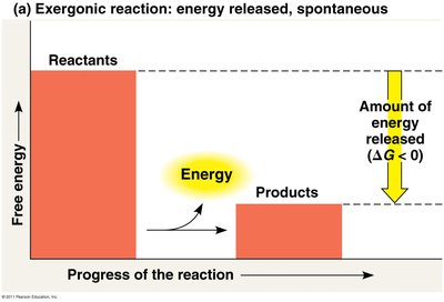 Exergonic reaction: energy released
