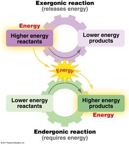 Exergonic vs endergonic reactions