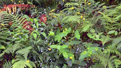 A tangled bank with many plants and animals, illustrating biodiversity