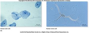 Human skin cell and human nerve cell