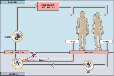 Sexual life cycle and meiosis