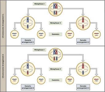 Independent assortment in meiosis