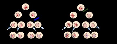 Aneuploidy and nondisjunction