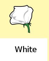 F2 generation: 75% purple, 25% white flowers