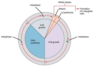 The cell cycle diagram
