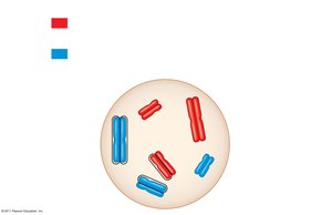 Homologous chromosomes and chromatids