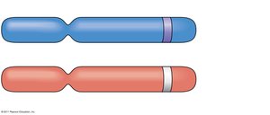 Alleles at a gene locus on homologous chromosomes