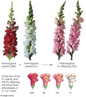 Incomplete dominance in snapdragon color