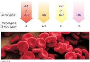 ABO blood group genotypes and phenotypes
