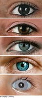 Variation in eye color as an example of polygenic inheritance