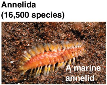 Annelida: A marine annelid