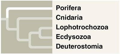 Echinodermata: A sea urchin