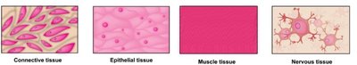 Types of tissues: connective, epithelial, muscle, nervous
