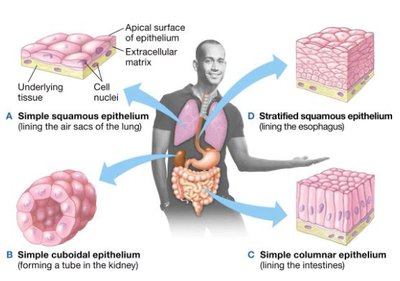 Epithelial cell types and locations