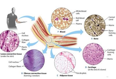 Types of connective tissue