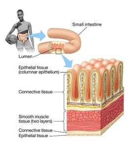 Small intestine tissue layers