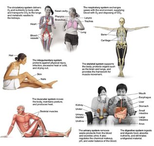 Body systems overview