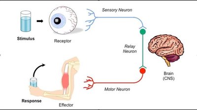 Neuron structure