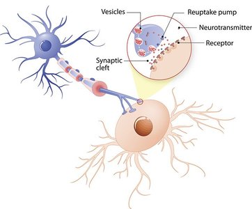Neuron structure