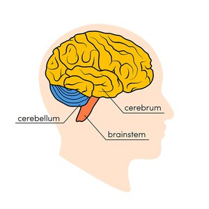 Nervous system functions