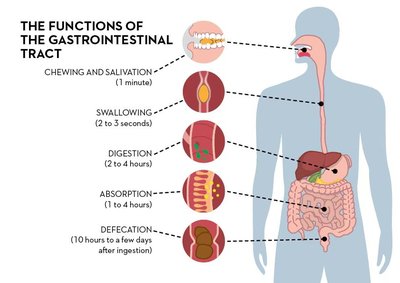 Digestive system organs