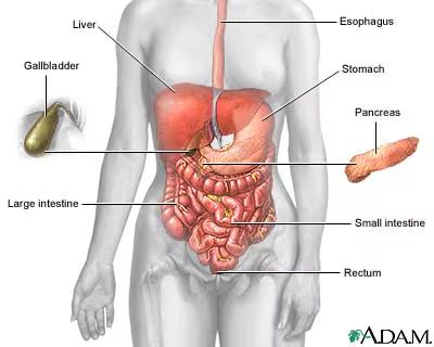 Body systems overview