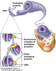 DNA packaging into chromosomes