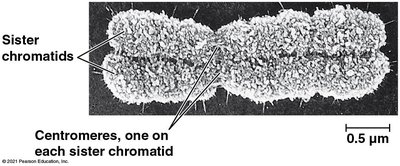Electron micrograph of duplicated chromosome with sister chromatids and centromeres