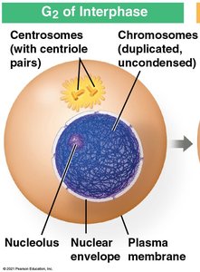 Diagram of prophase