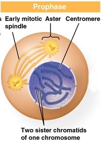 Fluorescent micrograph of prophase