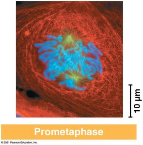 Diagram of prometaphase
