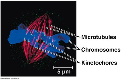 Diagram of metaphase