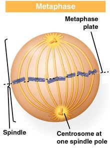 Fluorescent micrograph of metaphase