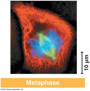 Diagram of anaphase