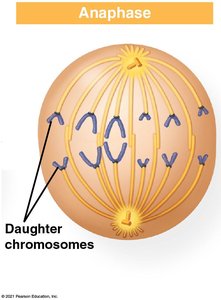 Fluorescent micrograph of anaphase