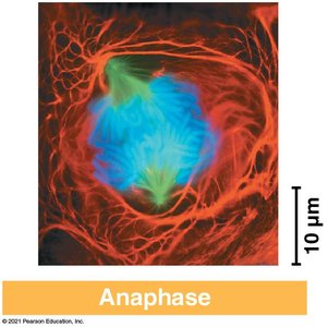 Diagram of telophase and cytokinesis