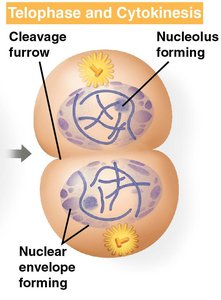 Fluorescent micrograph of telophase and cytokinesis