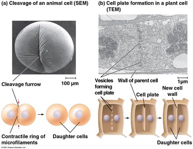 Microscopic view of cells in various stages of mitosis