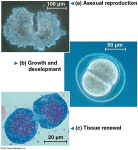 Examples of asexual reproduction, growth and development, and tissue renewal