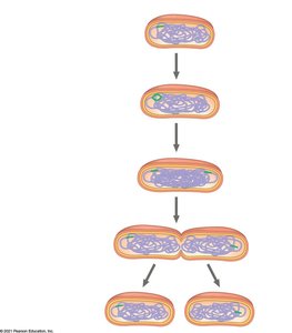 Diagram of binary fission in prokaryotes
