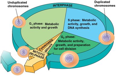 Diagram of the eukaryotic cell cycle
