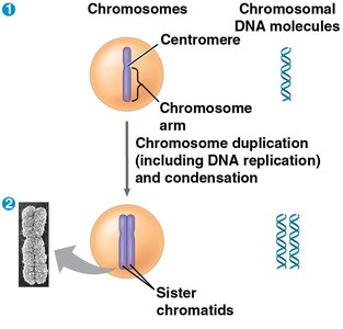 Chromosome structure and duplication