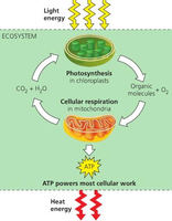 Ecosystem energy flow: photosynthesis, cellular respiration, ATP, and heat loss