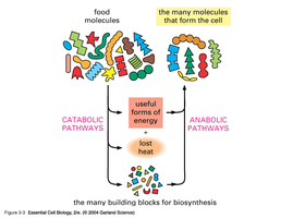 Diagram of metabolic pathways including digestion, acetyl-CoA production, citric acid cycle, and ATP production