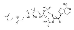 Structure of acetyl-CoA