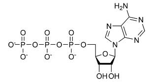 Diagram of ATP and ADP interconversion and energy transfer