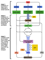 Diagram of ATP/ADP cycle and energy transfer