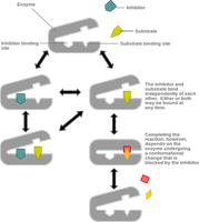 Diagram of enzyme inhibition: competitive and noncompetitive