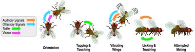 Diagram of Drosophila mating communication sequence